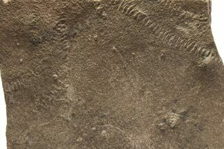 Cruziana (Fossil Trilobite Trackway) Plate - Morocco #256885