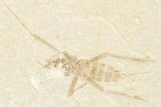 Detailed Fossil Marsh Fly (Tetanocera) - Bois d’Asson, France #256776