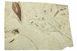 Fossil Leaf Plate - Green River Formation, Utah #256809