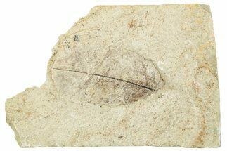 Fossil Leaf Plate - Green River Formation, Utah #256810