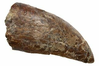 Robust, Fossil Tyrannosaurus (T-Rex) Tooth - Wyoming #257018