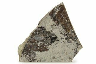 Fossil Fish Mortality Plate - Wyoming #257096
