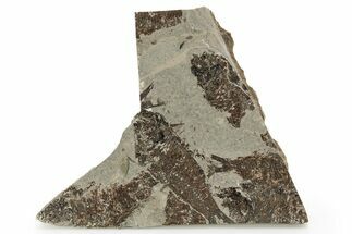 Fossil Fish (Knightia) Mortality Plate - Wyoming #257098