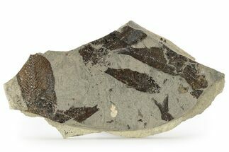 Fossil Fish (Mioplosus & Knightia) Mortality Plate - Wyoming #257107