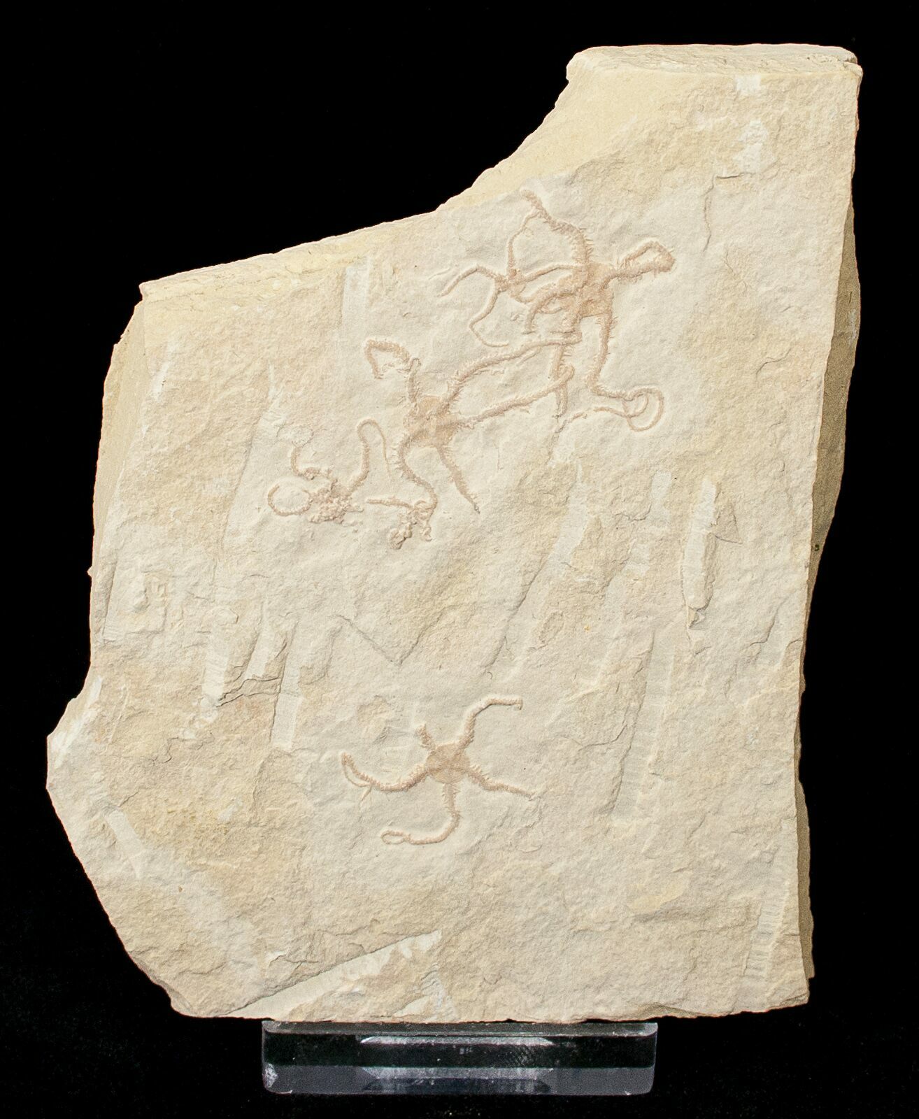 Ophiopetra Brittle Star Fossil Solnhofen (15153) For Sale