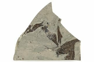 Fossil Fish (Diplomystus & Knightia) Mortality Plate - Wyoming #257109