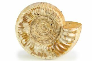 Jurassic Ammonite (Kranosphinctes) - Madagascar #257155