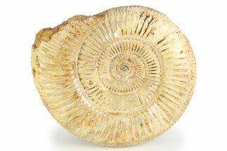 Jurassic Ammonite (Perisphinctes) - Madagascar #257157