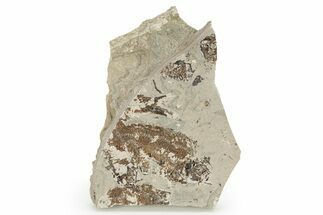 Fossil Fish (Knightia) Mortality Plate - Wyoming #257174