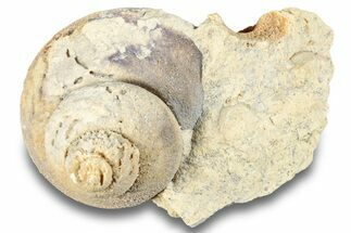 Ordovician Gastropod Fossil (Clathrospira) - Wisconsin #257230