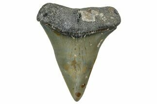 Fossil Broad-Toothed Mako Shark Tooth - North Carolina #257367