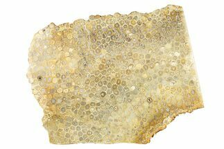 Polished Fossil Coral Slab - Indonesia #257548
