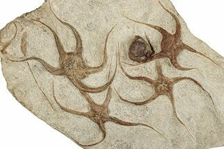 Ordovician Brittle Star and Crinoid Plate - Morocco #257299