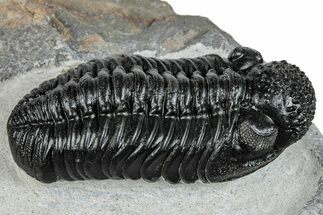 Phacopid (Adrisiops) Trilobite - Jbel Oudriss, Morocco #255588