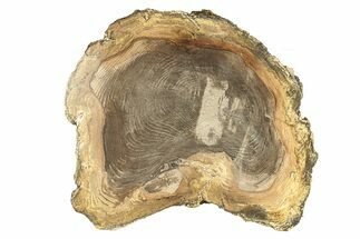 Polished Petrified Wood Round - Sweet Home, Oregon #257824