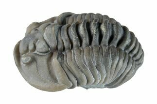 Wide Curled Flexicalymene Trilobite - Mt Orab, Ohio #257803