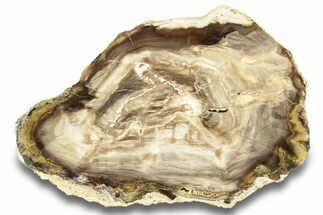 Petrified Wood (Cypress) Slab - Saddle Mountain, WA #258174