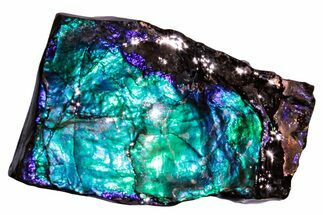 Iridescent Ammolite (Fossil Ammonite Shell) - Blue/Green/Purple #258285