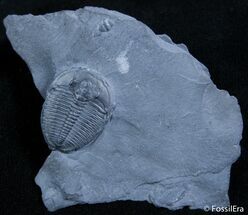 / Inch Elrathia Trilobite In Matrix - Utah (ON EBAY) #2474