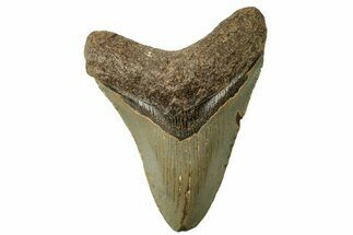 Fossil Megalodon Tooth - North Carolina #257986