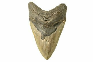 Fossil Megalodon Tooth - North Carolina #258004