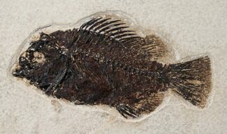 Priscacara Fossil Fish On Large Matrix #15123
