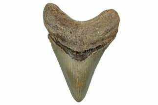 Fossil Megalodon Tooth - North Carolina #258052