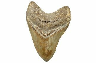 Fossil Megalodon Tooth - North Carolina #258060