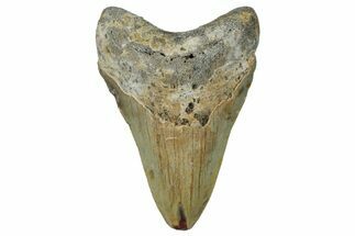 Fossil Megalodon Tooth - North Carolina #258112
