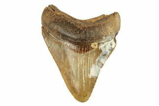 Serrated, Fossil Megalodon Tooth From Angola - Unusual Location #258570