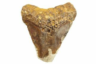 Serrated, Juvenile Fossil Megalodon Tooth From Angola - Unusual Location #258571