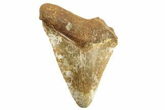 Serrated, Juvenile Fossil Megalodon Tooth From Angola - Unusual Location #258572
