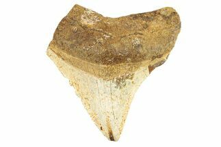 Juvenile Fossil Megalodon Tooth From Angola - Unusual Location #258574