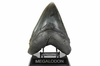 Giant Fossil Megalodon Tooth - Massive River Meg #258772