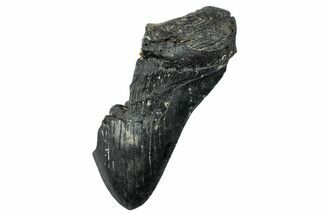 Partial Megalodon Tooth - South Carolina #250063