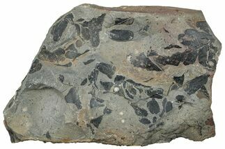 Pennsylvanian Fossil Fern (Neuropteris) Plate - Kentucky #258796