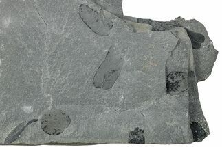 Pennsylvanian Fossil Fern (Neuropteris) Plate - Kentucky #258799