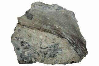 Pennsylvanian Fossil Flora Plate - Kentucky #258834