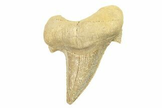 Fossil Shark Tooth (Otodus) - Morocco #257397