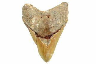 Fossil Megalodon Tooth - North Carolina #257776