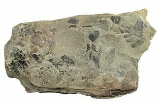 Pennsylvanian Fossil Fern (Neuropteris) Plate - Kentucky #258844