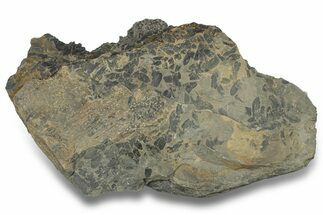 Pennsylvanian Fossil Flora Plate - Kentucky #258850