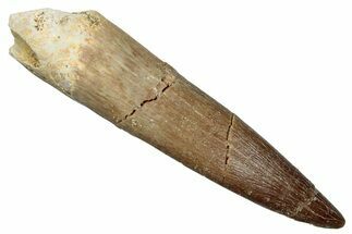 Fossil Plesiosaur (Zarafasaura) Tooth - Morocco #259159