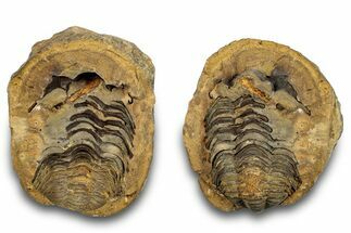 Fossil Calymene Trilobite In Nodule (Pos/Neg) - Morocco #255135
