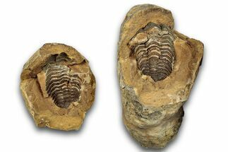 Fossil Calymene Trilobite In Nodule (Pos/Neg) - Morocco #255137