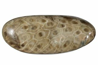 Polished Petoskey Stone (Fossil Coral) - Michigan #259342
