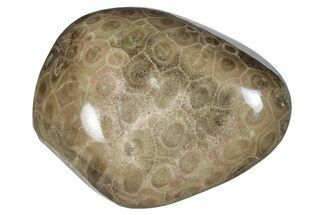 Polished Petoskey Stone (Fossil Coral) - Michigan #259347