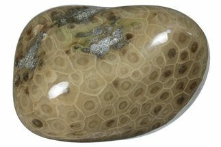 Polished Petoskey Stone (Fossil Coral) - Michigan #259356