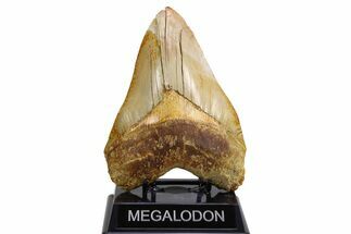 Serrated, Fossil Megalodon Tooth - West Java, Indonesia #259436