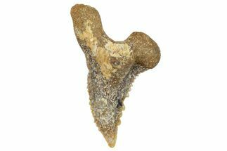 Fossil Shark Tooth (Hemipristis) - Angola #259453